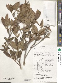 Rhododendron yedoense f. poukhanense image