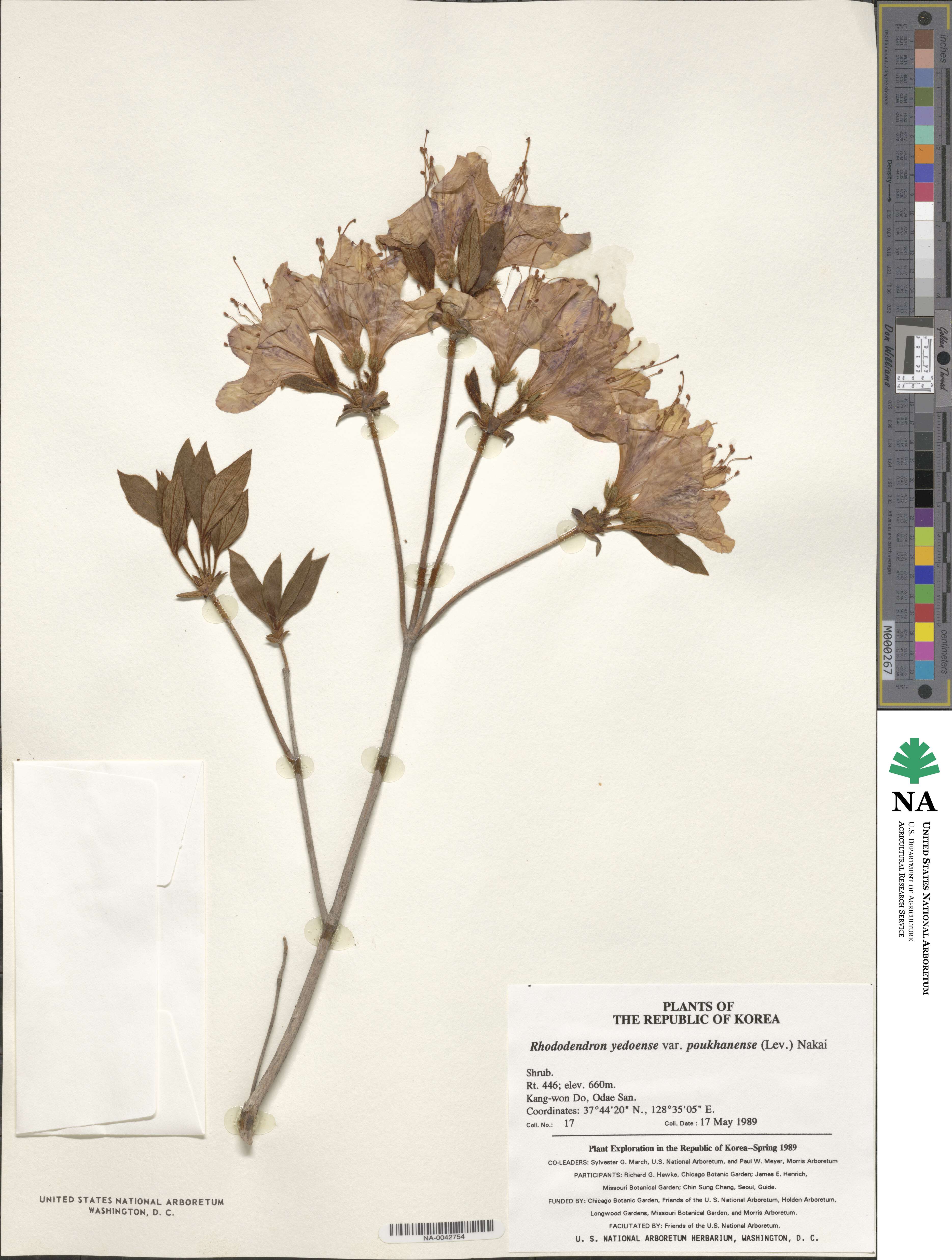 Rhododendron yedoense f. poukhanense image