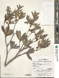 Rhododendron yedoense f. poukhanense image