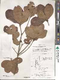 Rhododendron schlippenbachii image