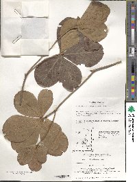 Rhododendron schlippenbachii image