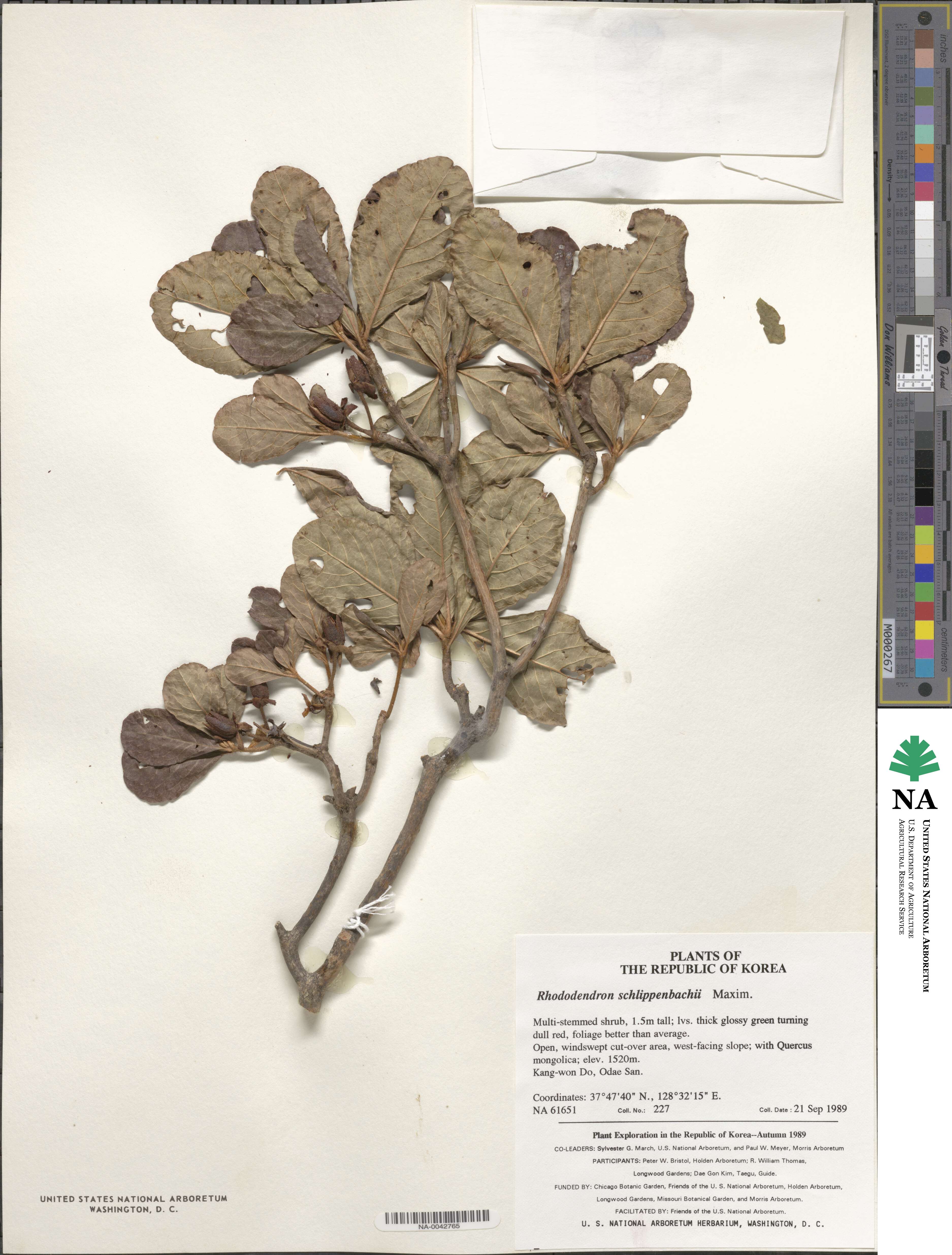 Rhododendron schlippenbachii image