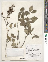 Syringa pubescens subsp. patula image