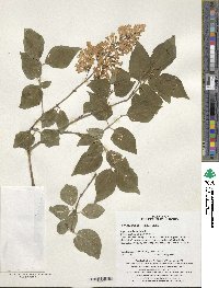 Syringa pubescens image