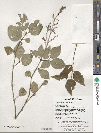 Syringa pubescens subsp. patula image