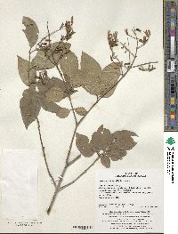 Syringa pubescens subsp. patula image