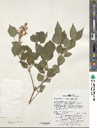 Syringa pubescens image