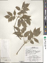 Fraxinus sieboldiana image