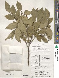 Symplocos paniculata image