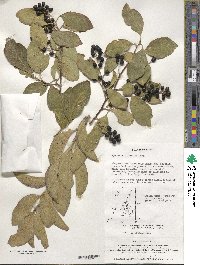 Symplocos paniculata image