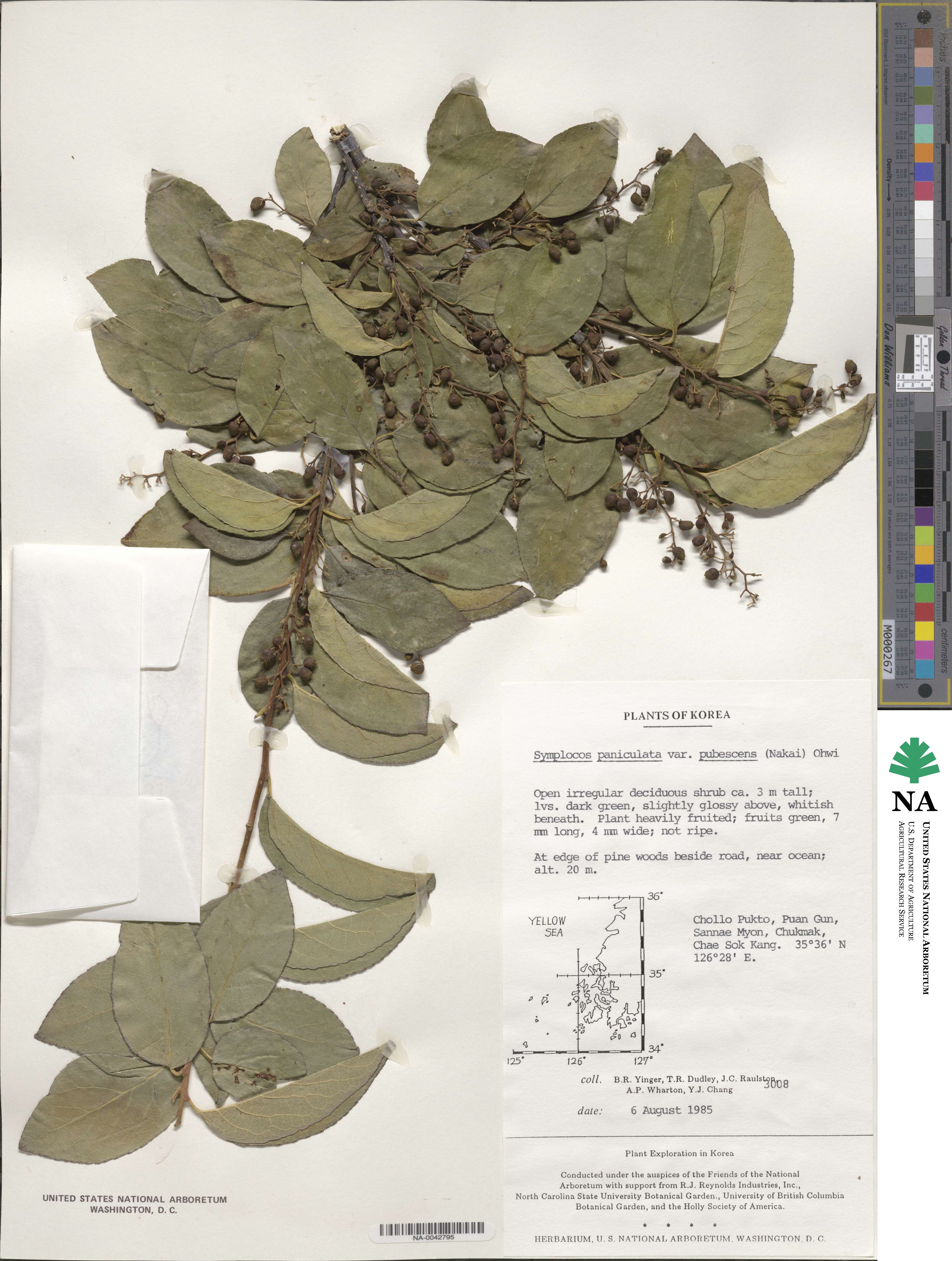 Symplocos paniculata image