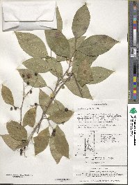 Symplocos paniculata image