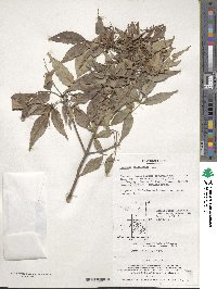 Fraxinus sieboldiana image