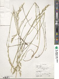 Festuca rubra image
