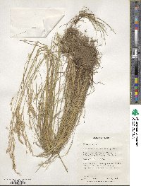 Festuca rubra image