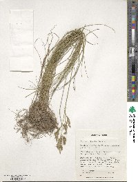 Festuca rubra image