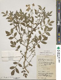 Solanum stoloniferum image