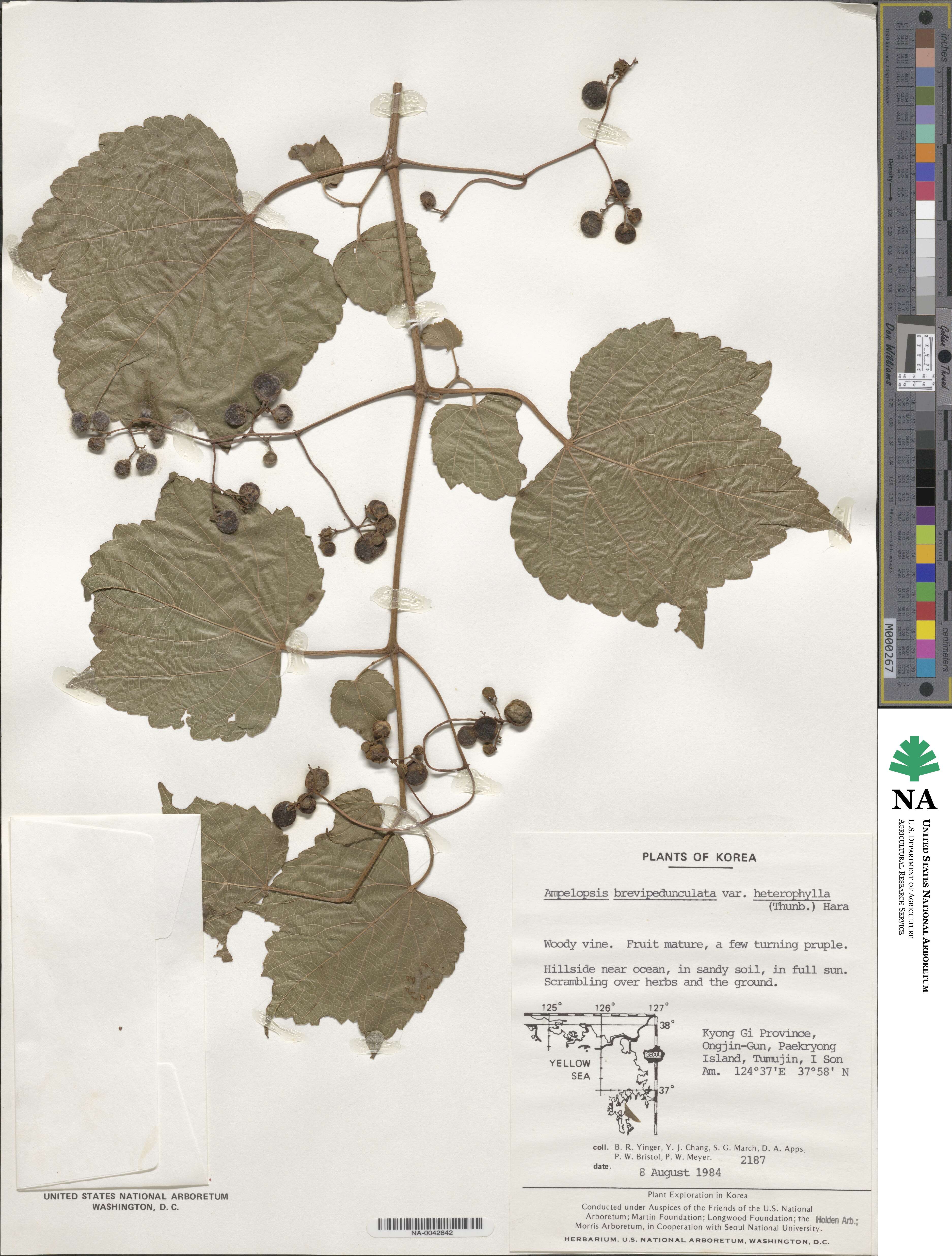 Ampelopsis glandulosa image