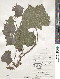 Ampelopsis glandulosa var. heterophylla image