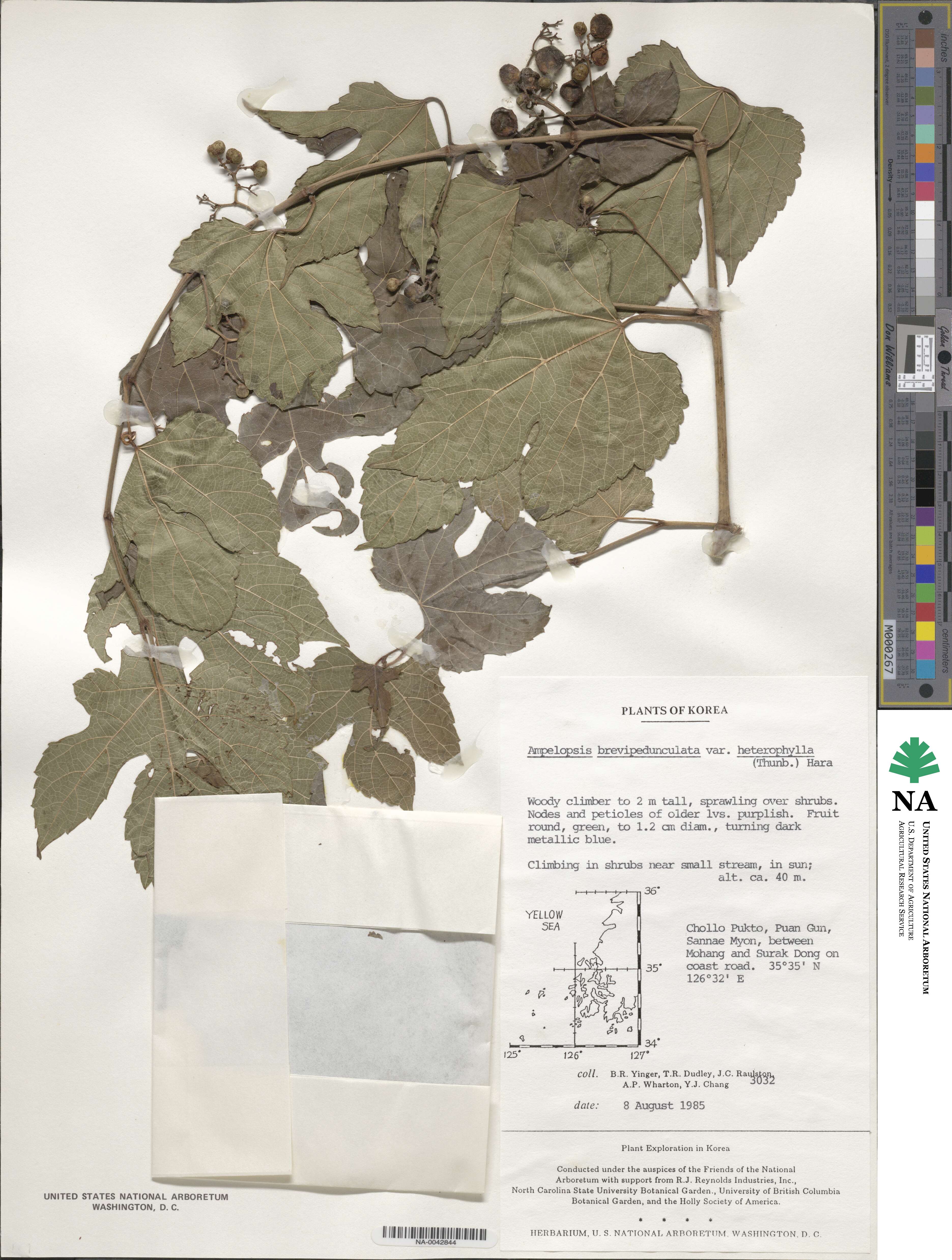 Ampelopsis glandulosa var. heterophylla image