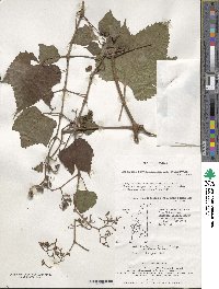 Ampelopsis glandulosa var. heterophylla image