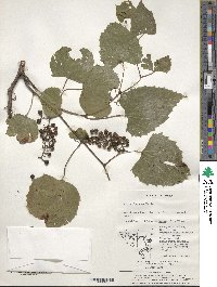 Vitis flexuosa image