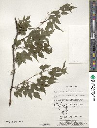 Vitis flexuosa image