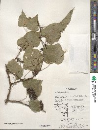 Vitis flexuosa image