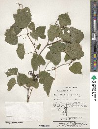 Vitis amurensis image