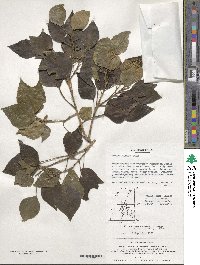 Hedera rhombea image