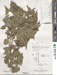 Hedera rhombea image