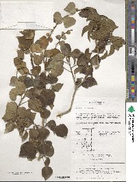 Hedera rhombea image