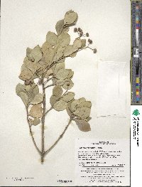 Euonymus japonicus image