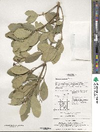 Euonymus japonicus image