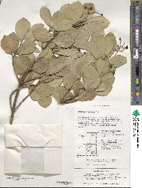 Euonymus japonicus image