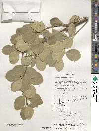 Euonymus japonicus image