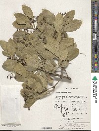 Euonymus japonicus image