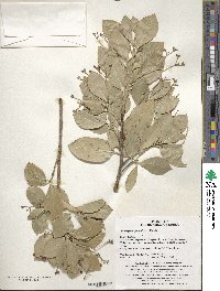 Euonymus japonicus image