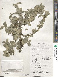 Euonymus fortunei var. radicans image