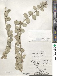 Euonymus fortunei image