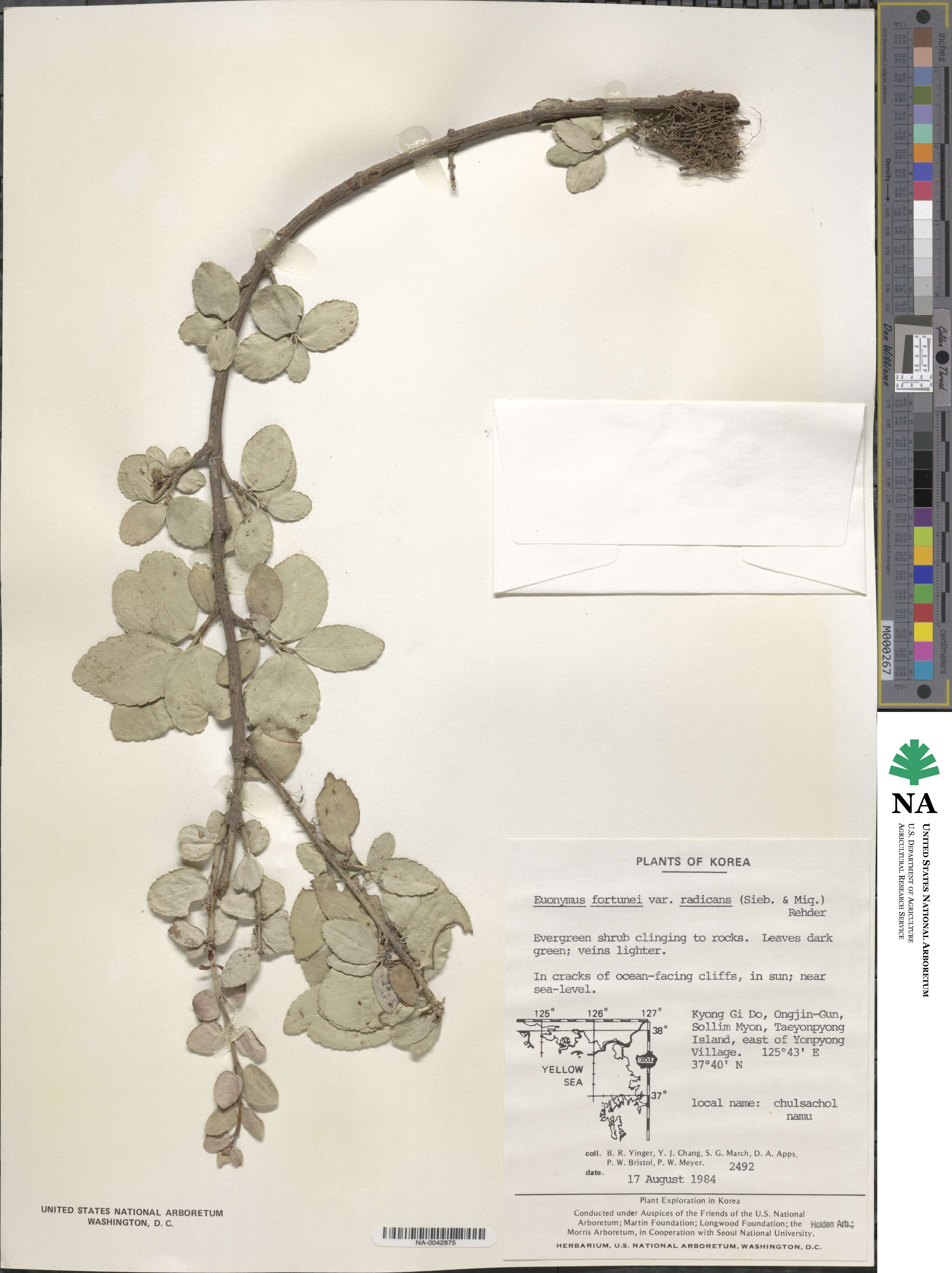 Euonymus fortunei var. radicans image