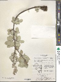 Euonymus fortunei image