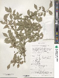 Euonymus alatus image