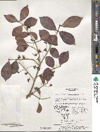 Euonymus alatus image