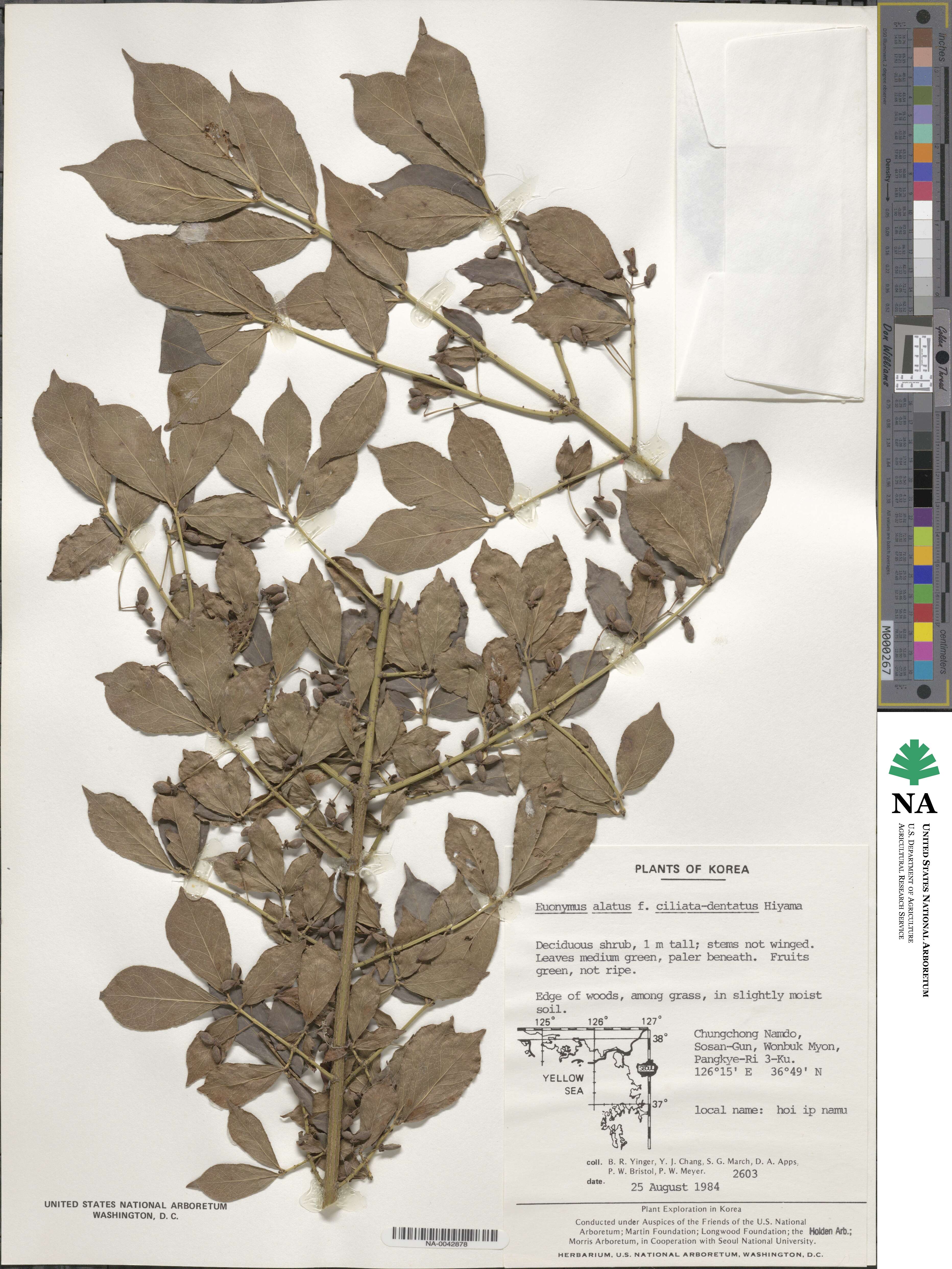 Euonymus alatus image