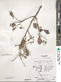 Euonymus alatus image