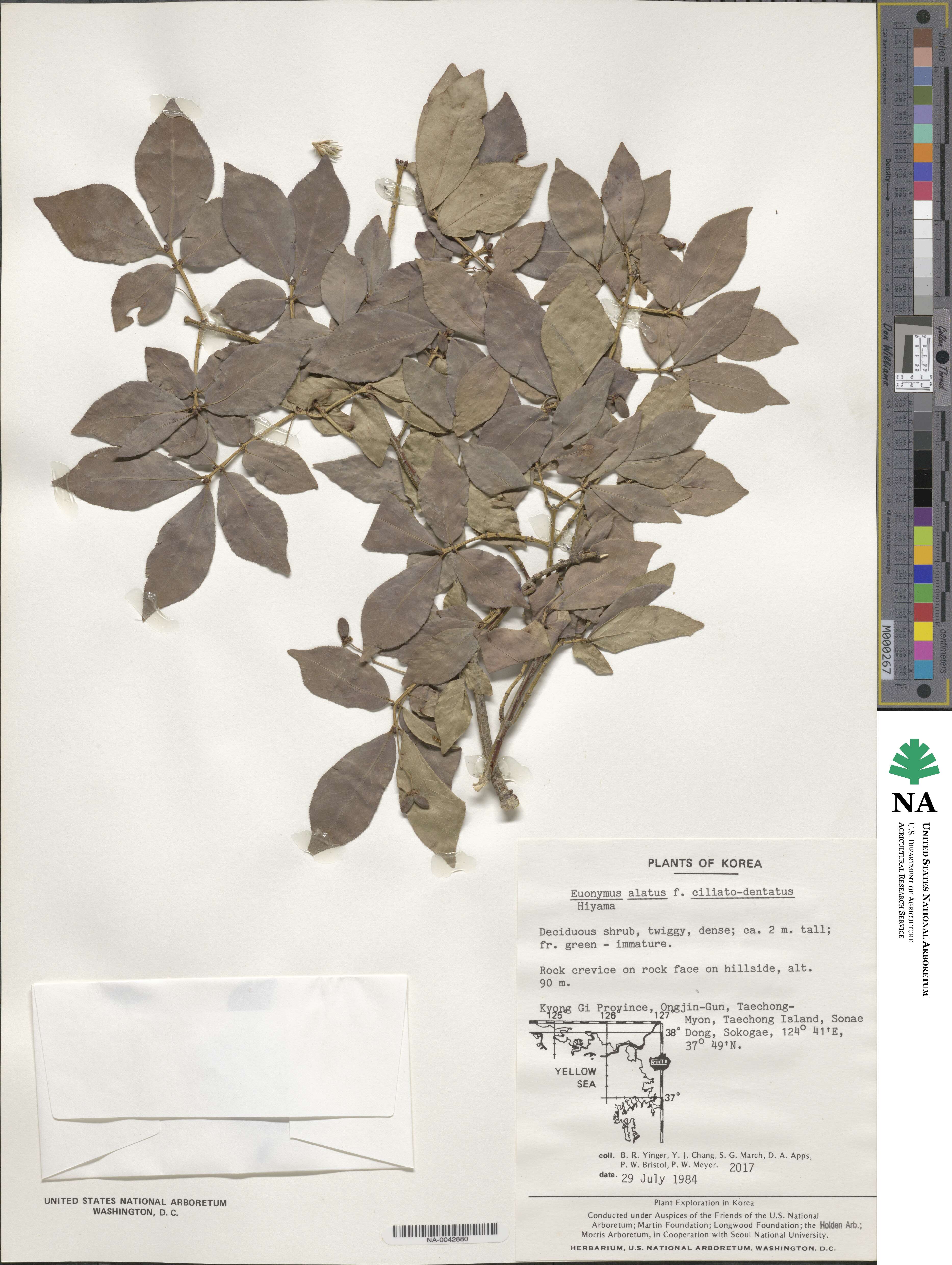 Euonymus alatus var. ciliatodentatus image