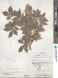 Euonymus alatus image