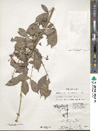 Euonymus alatus var. ciliatodentatus image