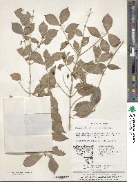 Euonymus alatus image